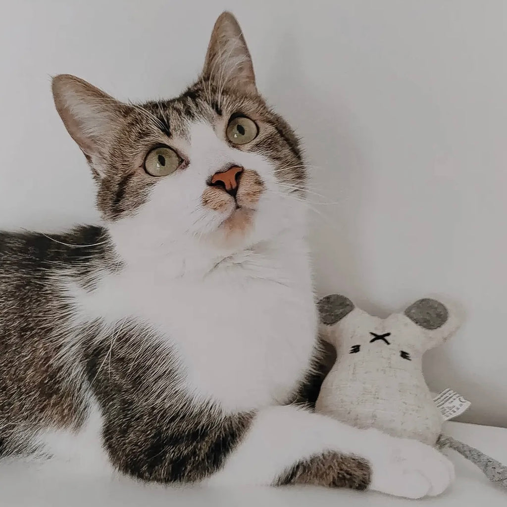 Katzenspielzeug mit Katzenminze